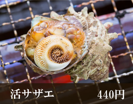 活サザエ