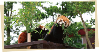 大森山動物園